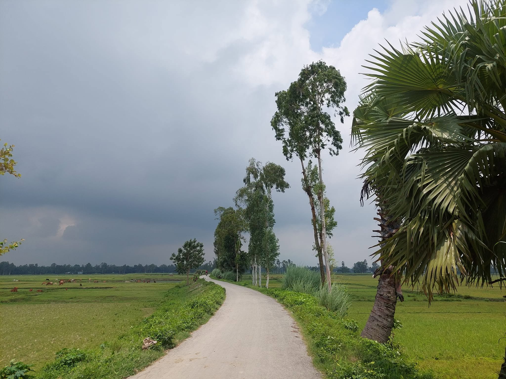 বিষণ্ণ বিকেল