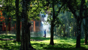 বন ও মানুষ