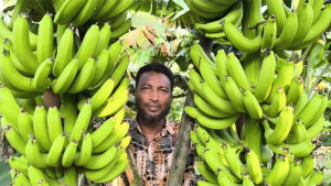 কলা চাষে সাড়া ফেলেছেন হাফিজুর