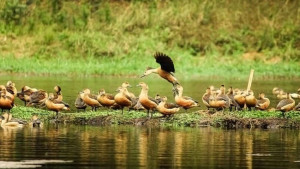 অতিথি পাখির নিরাপত্তায় জাহাঙ্গীরনগর বিশ্ববিদ্যালয়ে বহিরাগত প্রবেশ নিষিদ্ধ