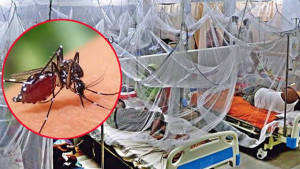 ডেঙ্গুতে ৯ জনের মৃত্যু