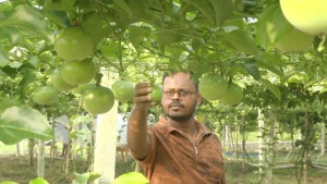 সবজি চাষে লোকসান, আনারকলিতে ১০ লাখ টাকা আয়ের স্বপ্ন