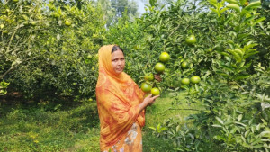 জমি লিজ নিয়ে মাল্টা চাষে লাখপতি শারমিন