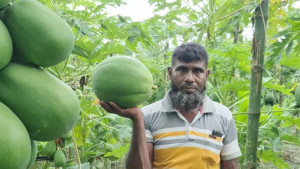 পেঁপে বাগানে সাথি ফসল, এক জমিতে তিন আয়ের পথ