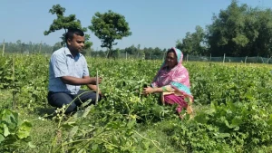 সবজি চাষে স্বাবলম্বী রংপুরের সেলিনা