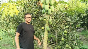 আড়াই লাখ টাকায় মাল্টার বাগান, বছরে মামুনের আয় ১০ লাখ