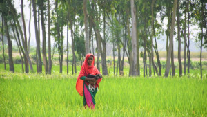 বাংলার বধূ
