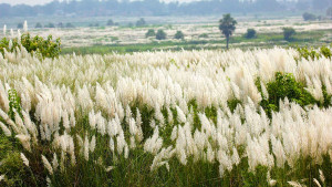 অক্টোবরেই কেন একসঙ্গে এতো কাশফুল ফোটে?