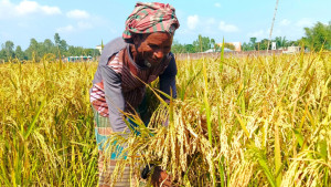 আগাম জাতের আমন ধানের অধিক ফলনে উচ্ছ্বসিত রংপুরের কৃষকরা