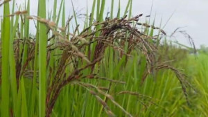 রাজশাহী অঞ্চলে ব্ল্যাক রাইস চাষে সফলতা