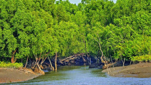 সুন্দরবনের বাস্তুতন্ত্রে দীর্ঘমেয়াদি হুমকি সৃষ্টি করছে শিল্পের বায়দুষণ