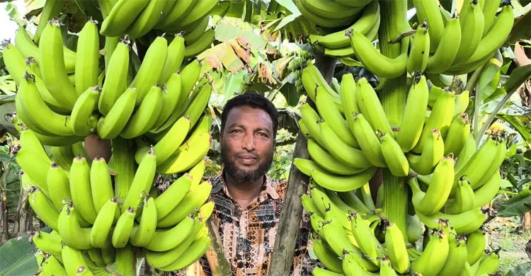কলা চাষে সাড়া ফেলেছেন হাফিজুর