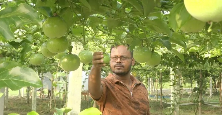 সবজি চাষে লোকসান, আনারকলিতে ১০ লাখ টাকা আয়ের স্বপ্ন