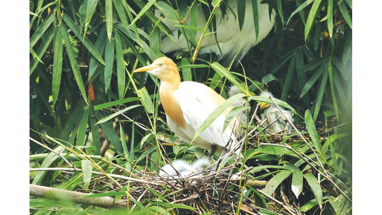 গাছ কাটায় অস্তিত্ব সংকটে কৃষকবন্ধু গো-বক
