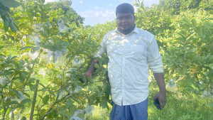 ইউটিউব দেখে পেয়ারা চাষে সফল নাঈমুর